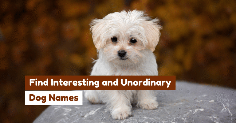 Find Interesting and Unordinary Dog Names